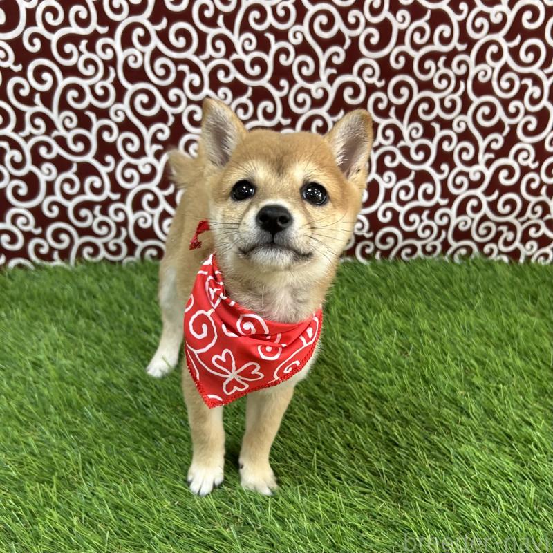 成約済の広島県の豆柴-420802の1枚目