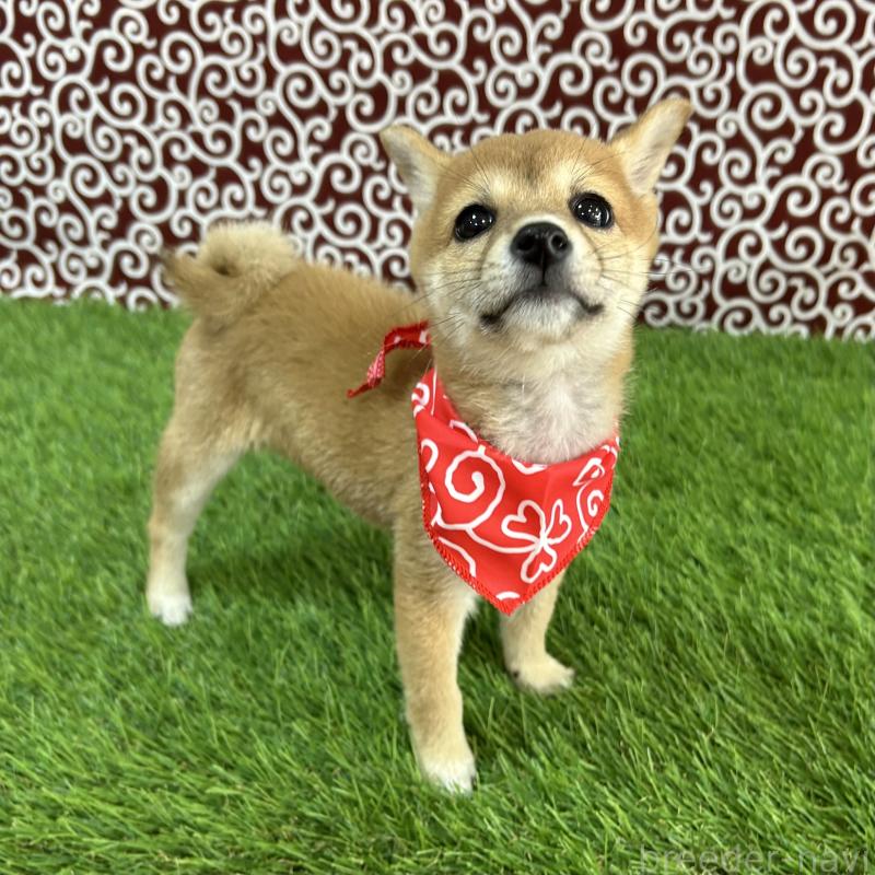 成約済の広島県の豆柴-420802の4枚目