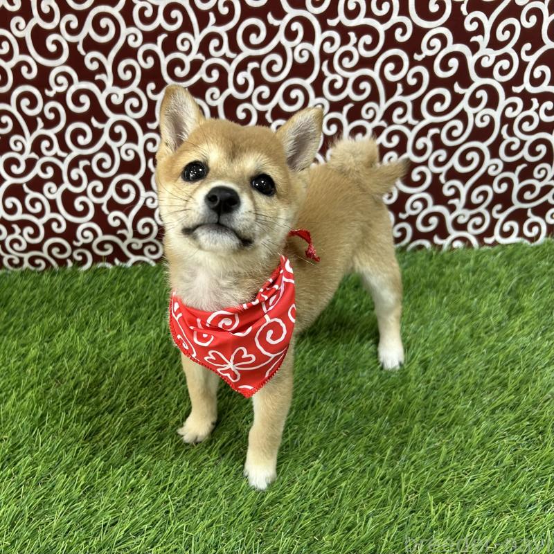 成約済の広島県の豆柴-420802の3枚目