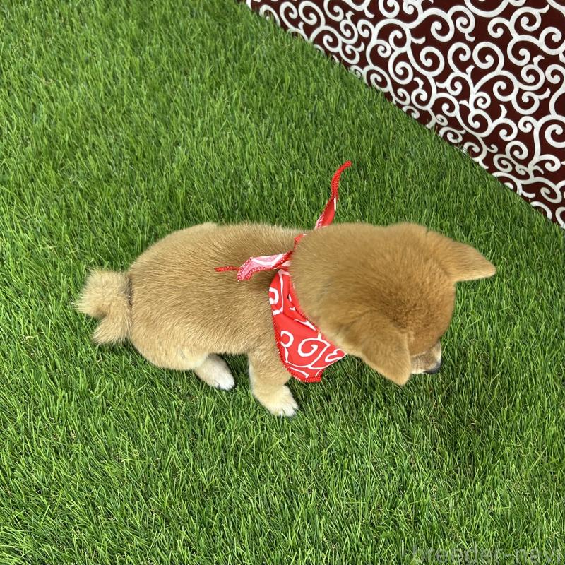 成約済の広島県の豆柴-420802の2枚目