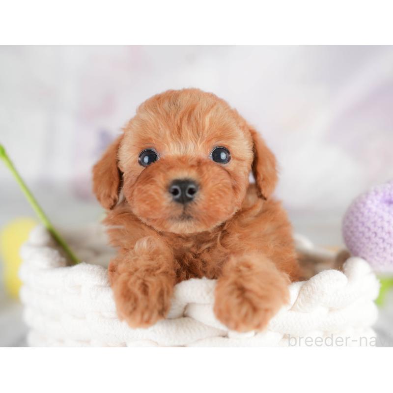 販売中の栃木県のトイプードル-426030の1枚目