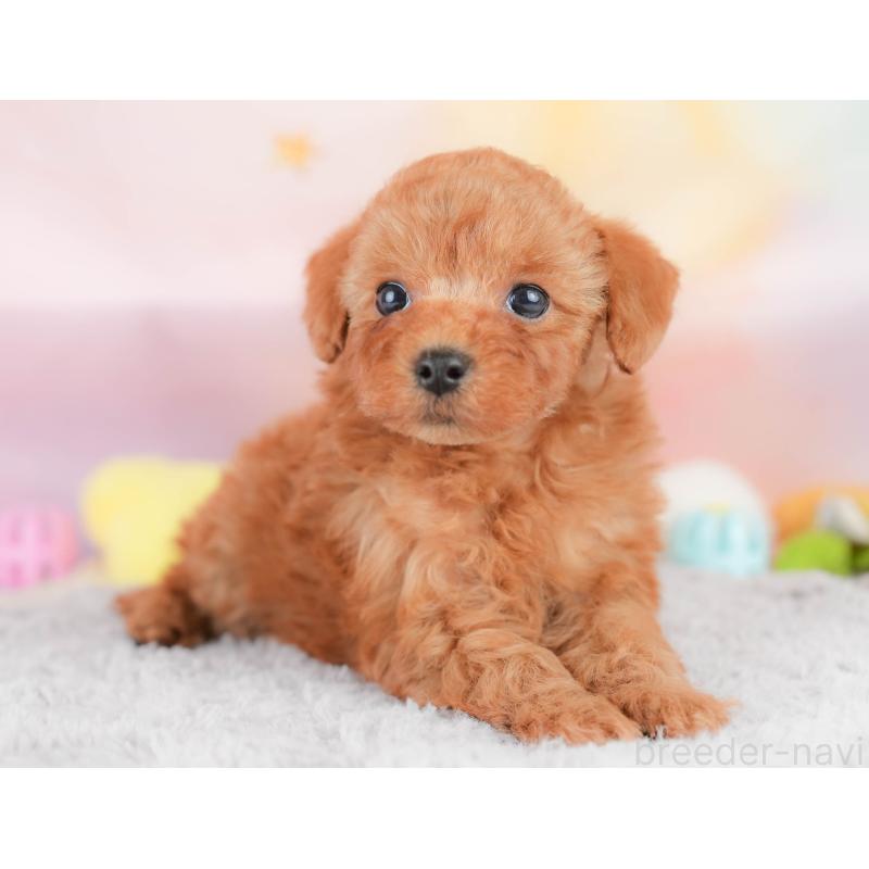 販売中の栃木県のトイプードル-426030の11枚目