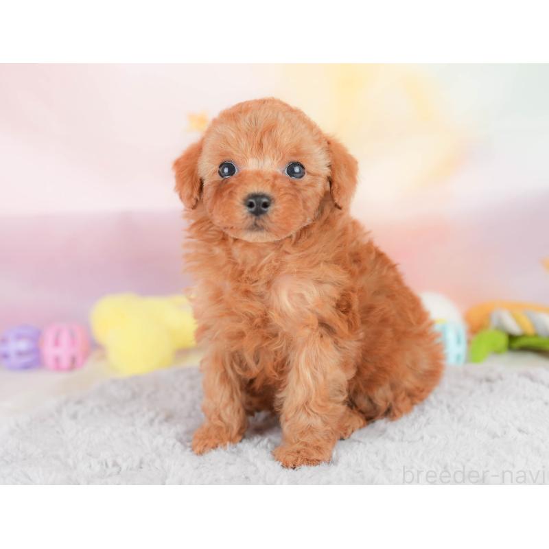 販売中の栃木県のトイプードル-426030の9枚目