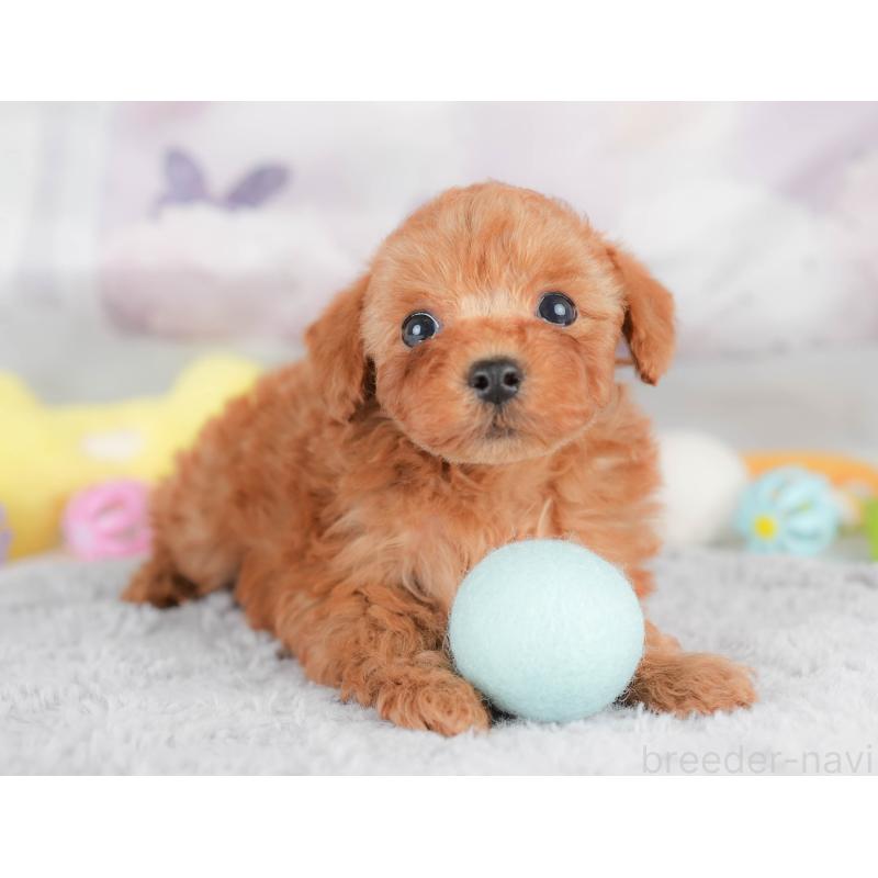 販売中の栃木県のトイプードル-426030の8枚目