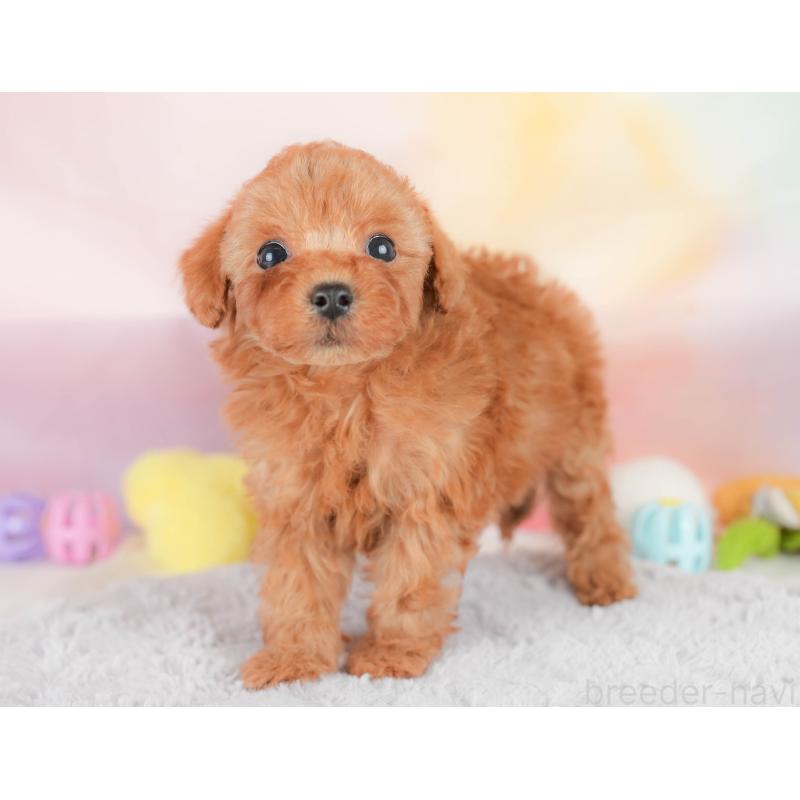 販売中の栃木県のトイプードル-426030の7枚目