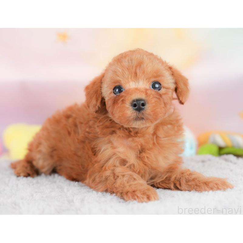 販売中の栃木県のトイプードル-426030の6枚目