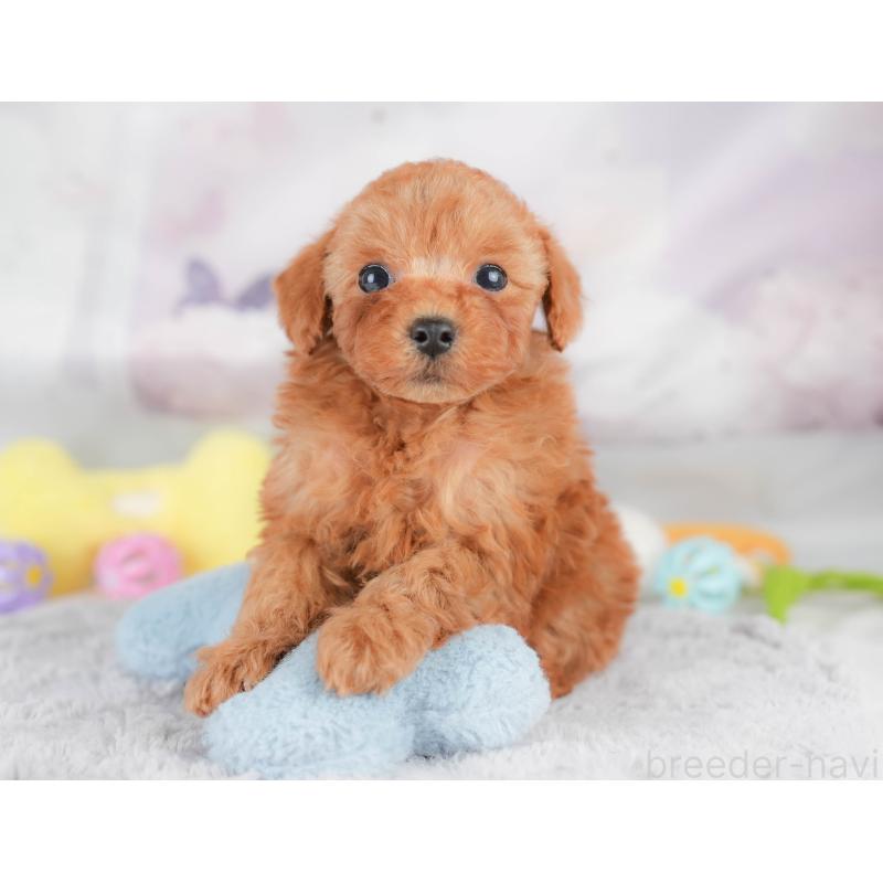 販売中の栃木県のトイプードル-426030の5枚目