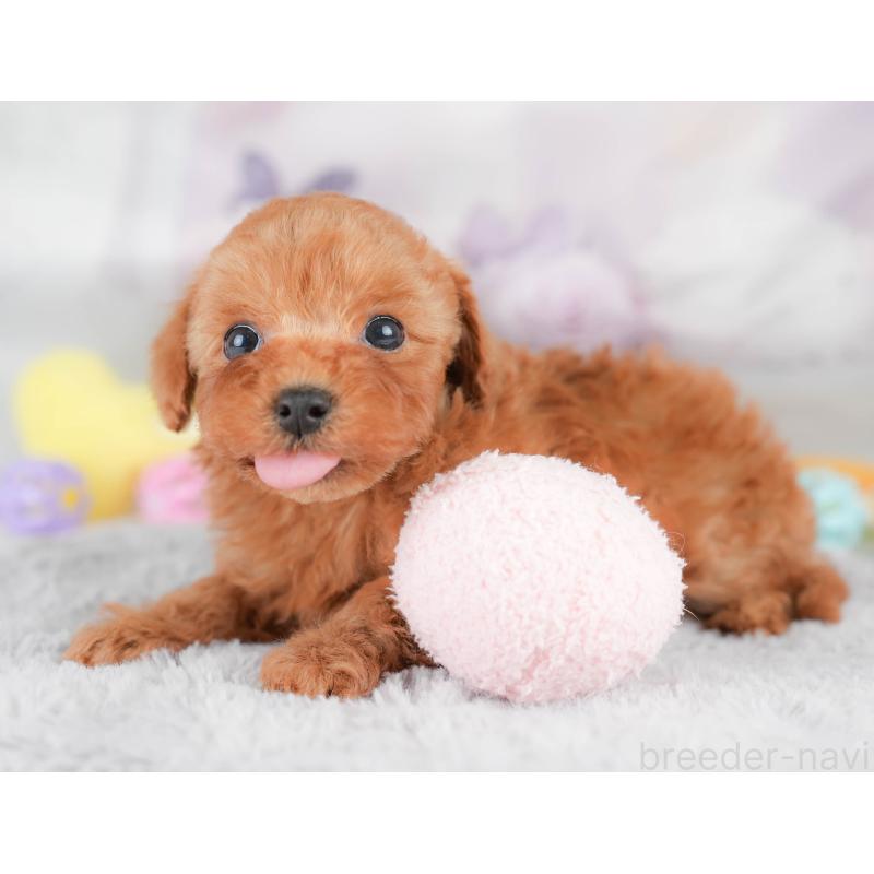 販売中の栃木県のトイプードル-426030の4枚目