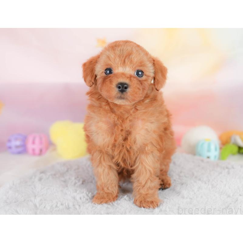 販売中の栃木県のトイプードル-426030の3枚目