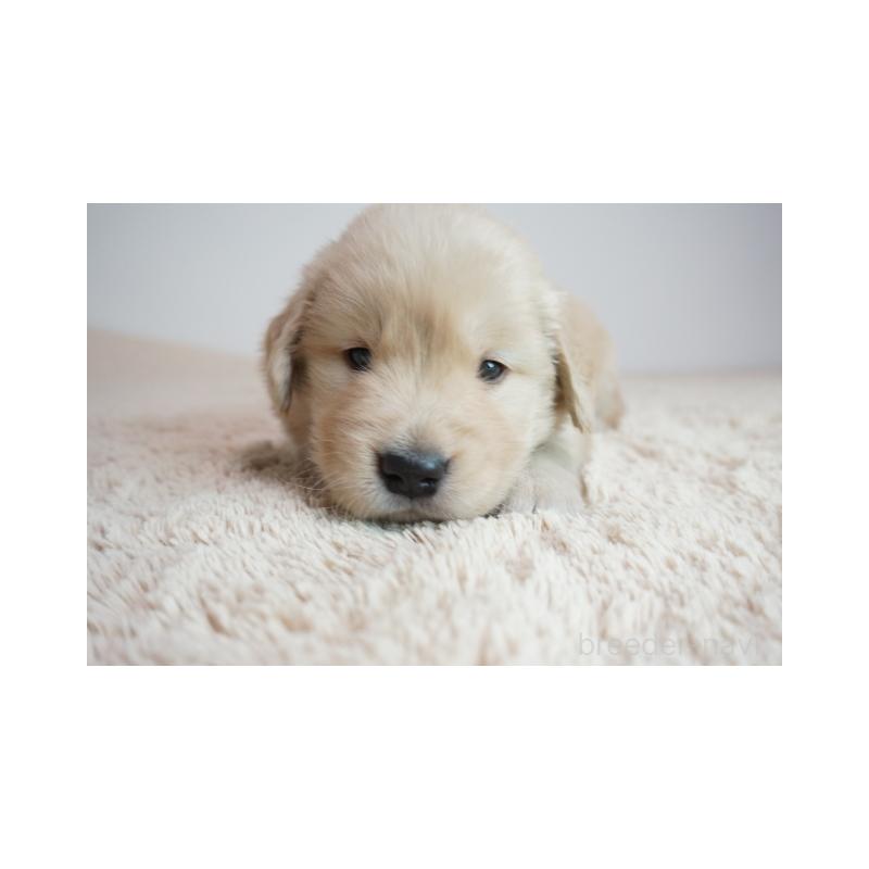 販売中の奈良県のゴールデンレトリーバー-425554