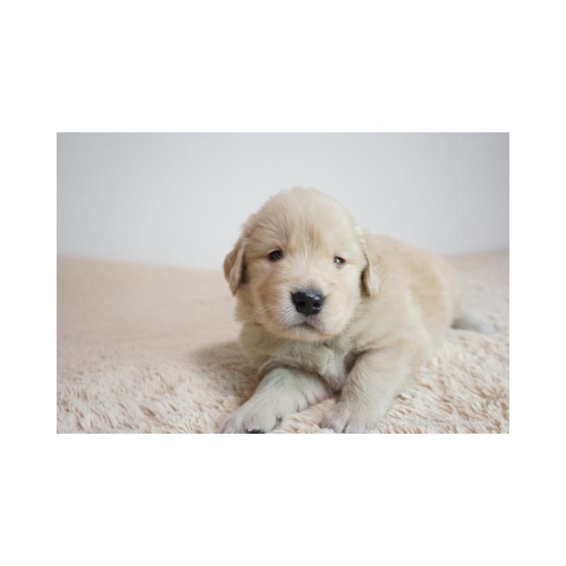 販売中の奈良県のゴールデンレトリーバー-425554の5枚目