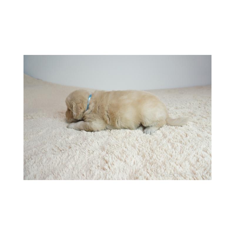 販売中の奈良県のゴールデンレトリーバー-425554の4枚目