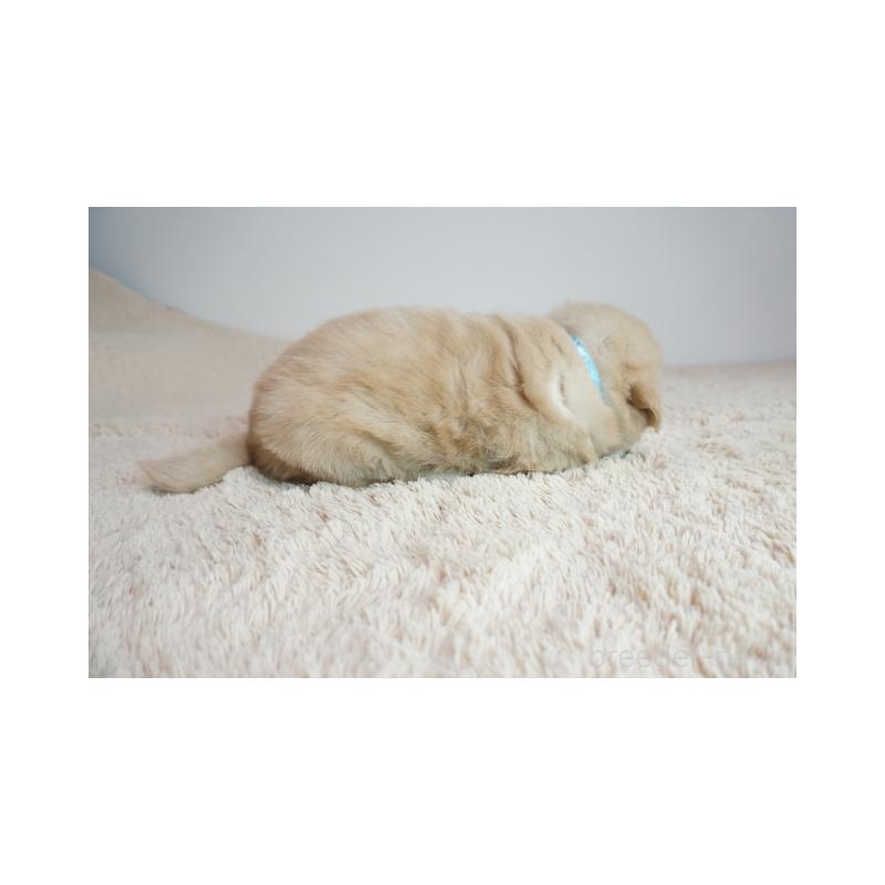 販売中の奈良県のゴールデンレトリーバー-425554の2枚目