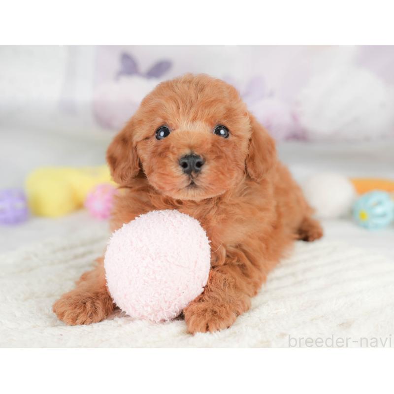 販売中の栃木県のトイプードル-426031