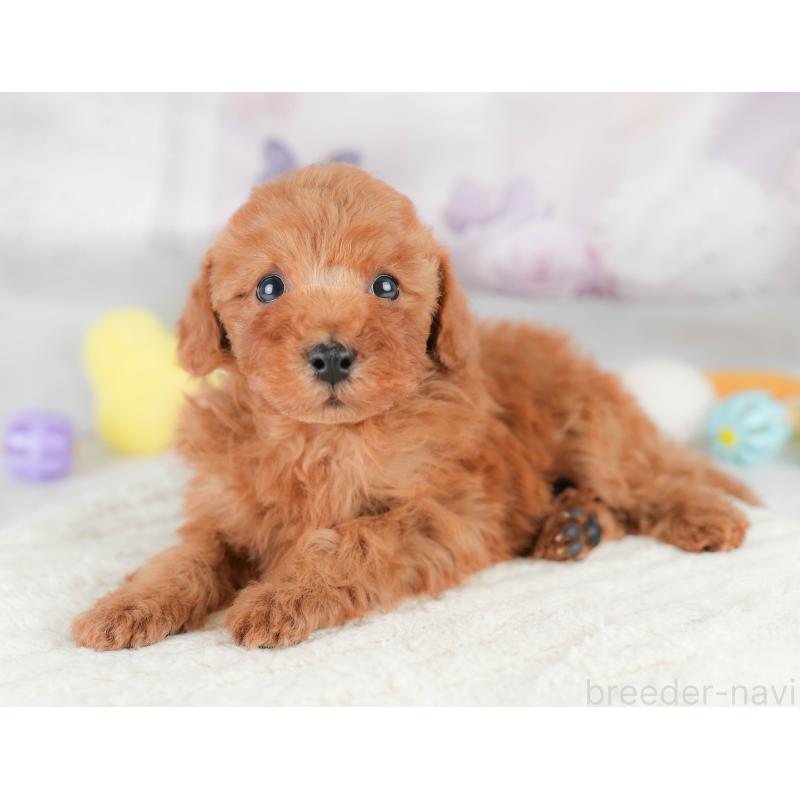 販売中の栃木県のトイプードル-426031の9枚目