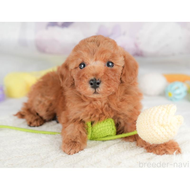 販売中の栃木県のトイプードル-426031の8枚目