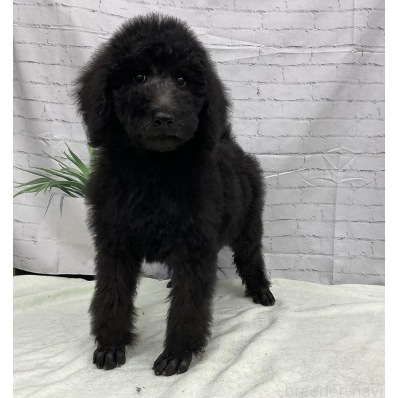 販売中の三重県のスタンダードプードル-416602の2枚目