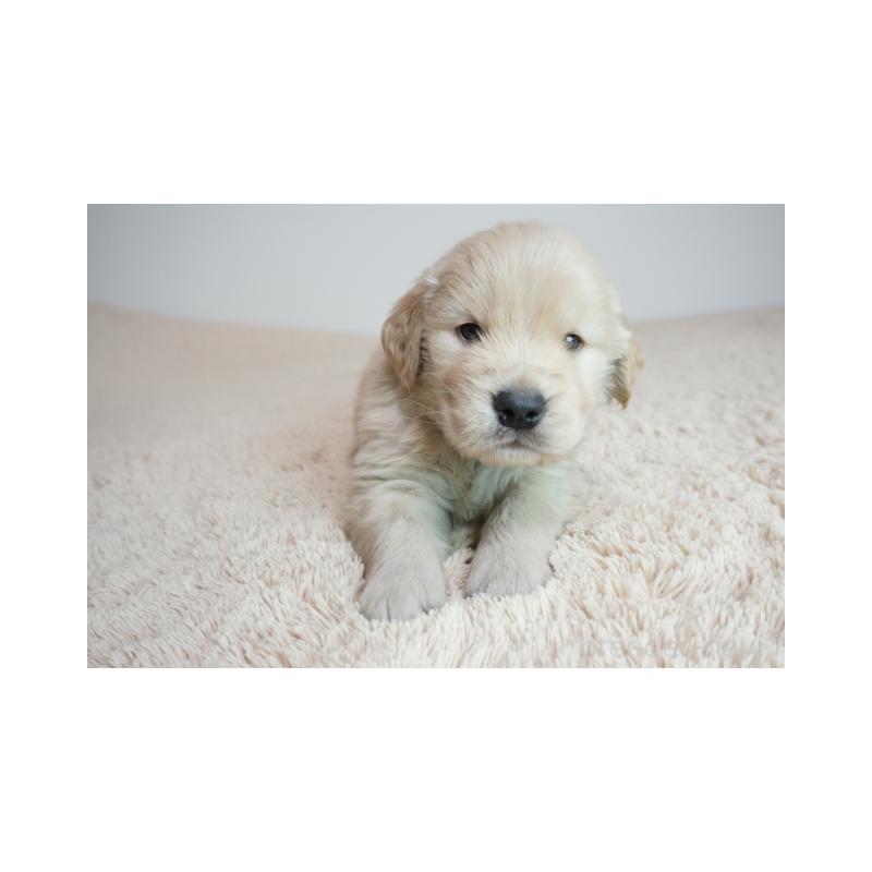 販売中の奈良県のゴールデンレトリーバー-425555