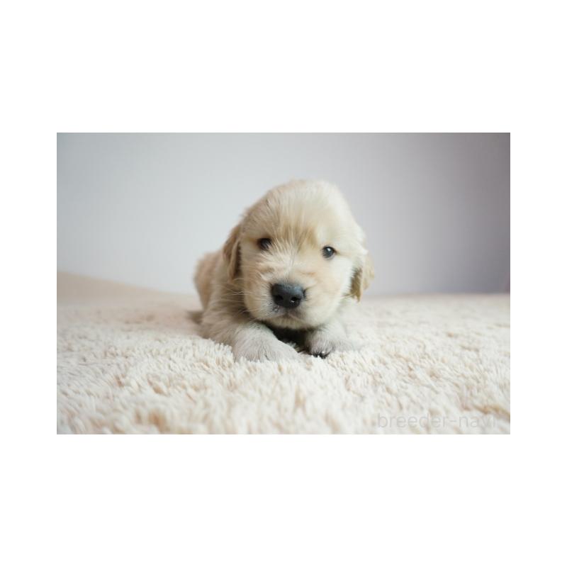 販売中の奈良県のゴールデンレトリーバー-425555の5枚目