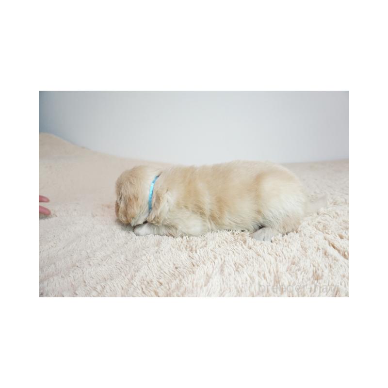 販売中の奈良県のゴールデンレトリーバー-425555の4枚目