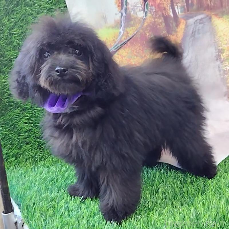 販売中の神奈川県のティーカッププードル-419369の1枚目