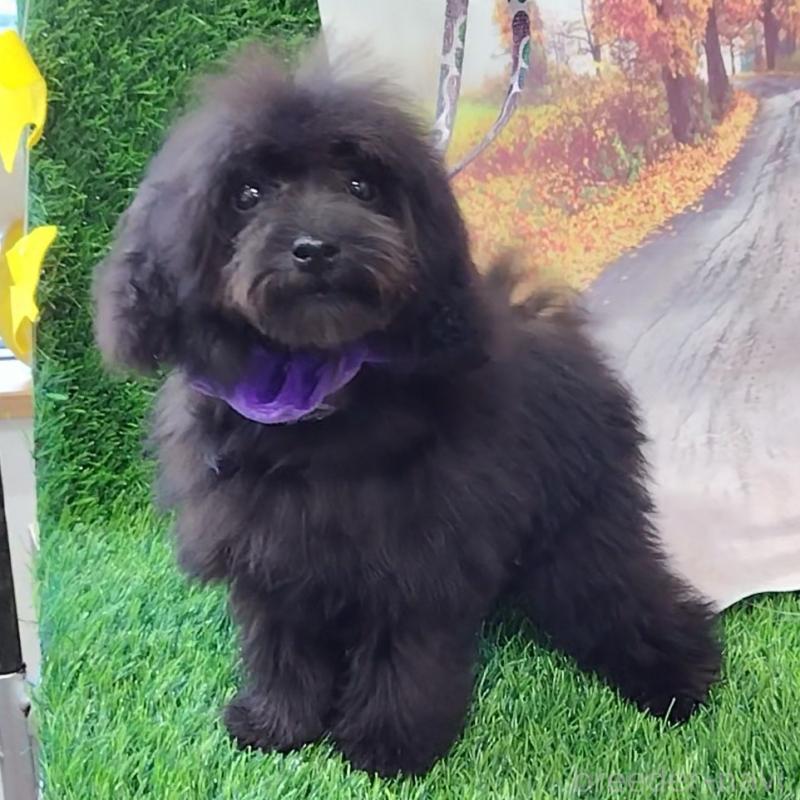 販売中の神奈川県のティーカッププードル-419369の7枚目