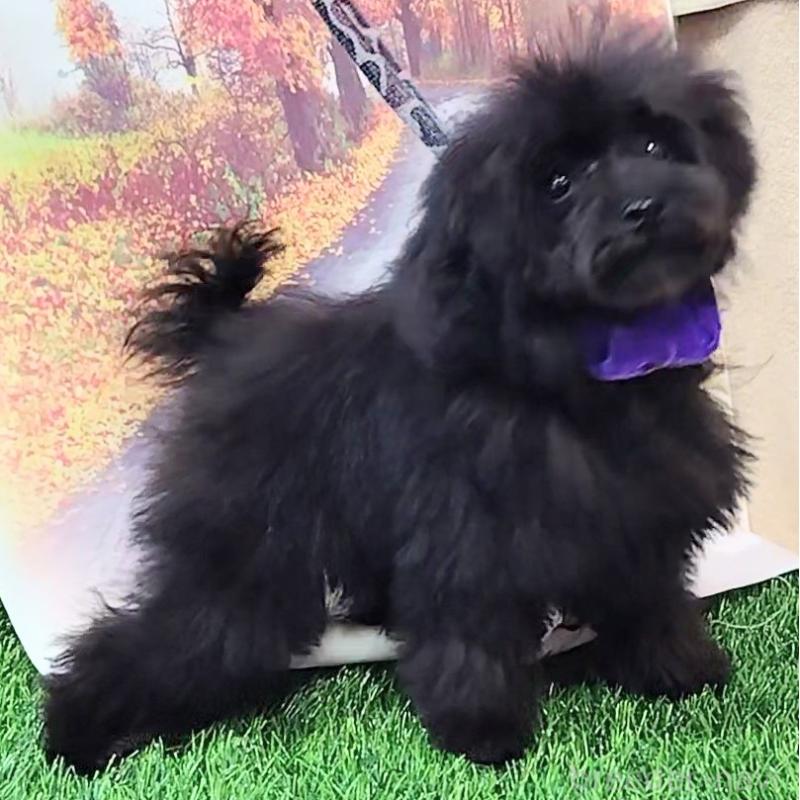 販売中の神奈川県のティーカッププードル-419369の6枚目