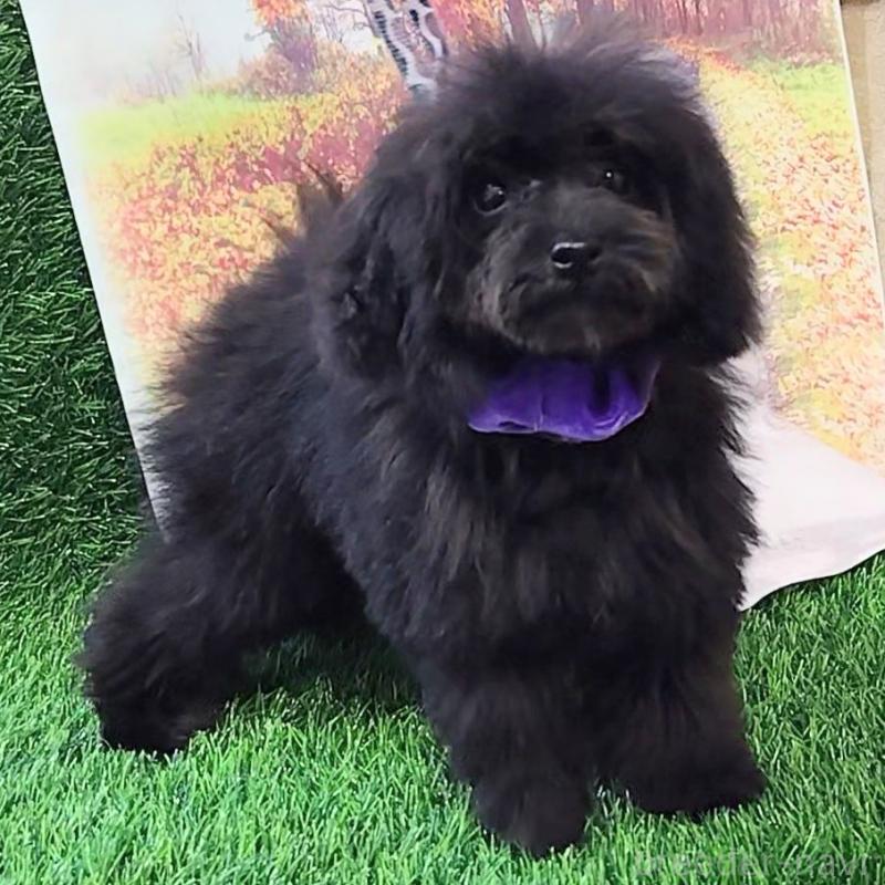 販売中の神奈川県のティーカッププードル-419369の5枚目