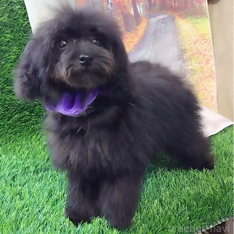 販売中の神奈川県のティーカッププードル-419369の4枚目