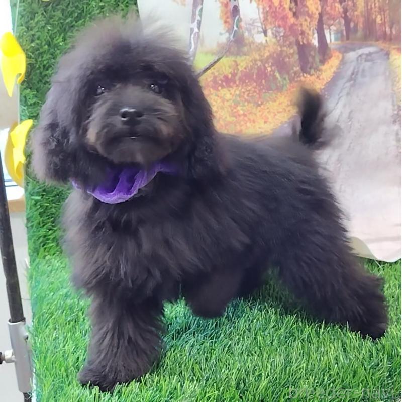 販売中の神奈川県のティーカッププードル-419369の3枚目