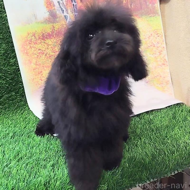 販売中の神奈川県のティーカッププードル-419369の2枚目