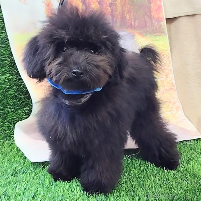 販売中の神奈川県のトイプードル-419358