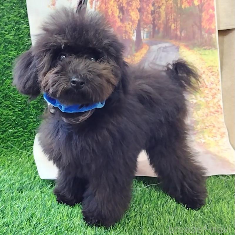 販売中の神奈川県のトイプードル-419358の5枚目