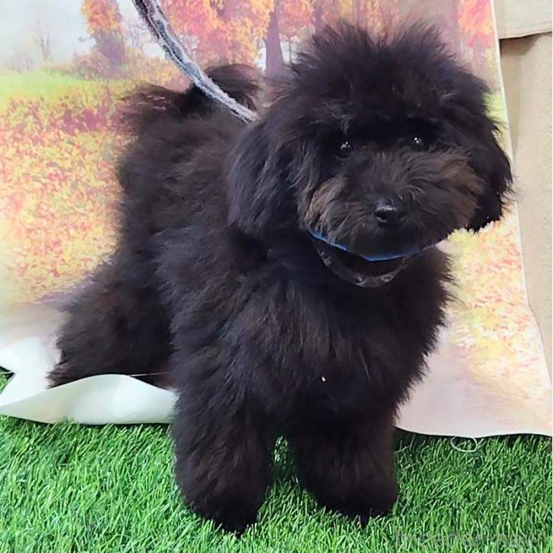 販売中の神奈川県のトイプードル-419358の4枚目