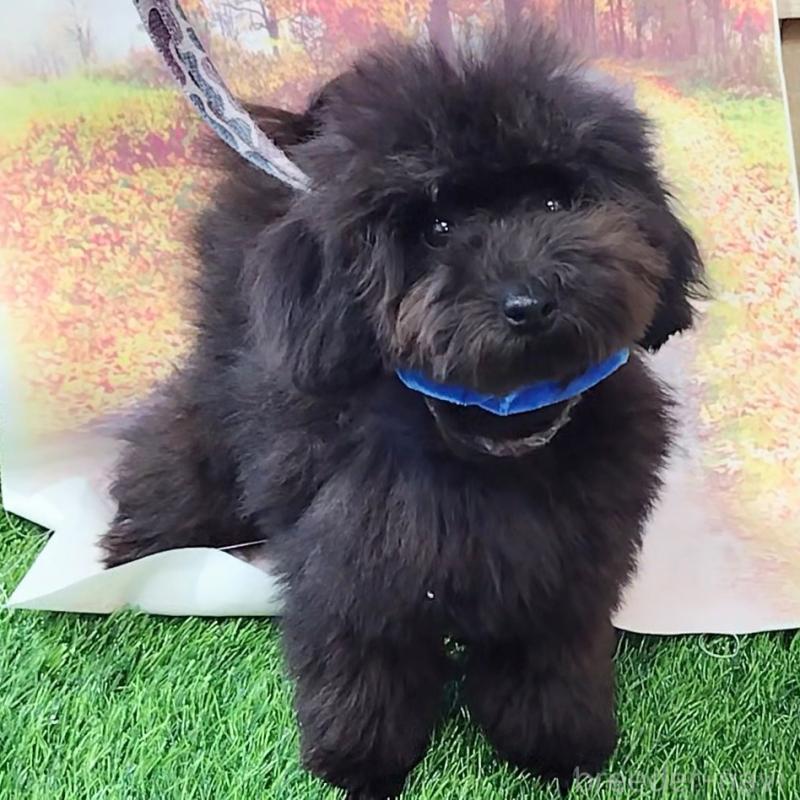 販売中の神奈川県のトイプードル-419358の3枚目