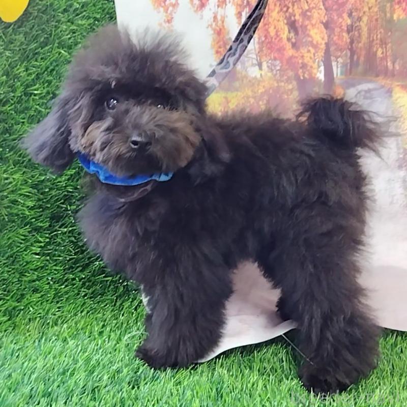 販売中の神奈川県のトイプードル-419358の2枚目