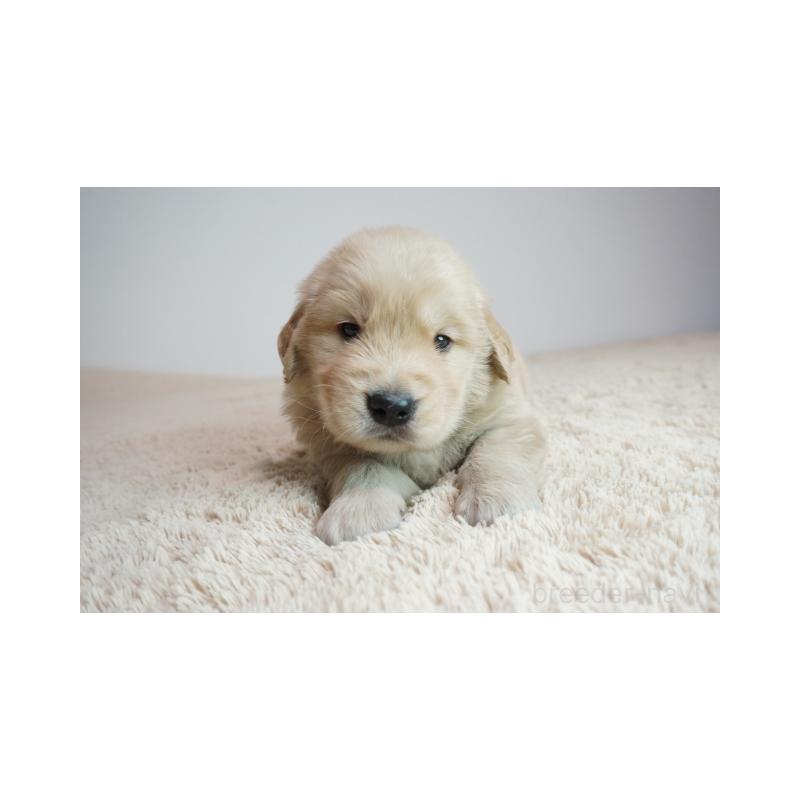 販売中の奈良県のゴールデンレトリーバー-425556