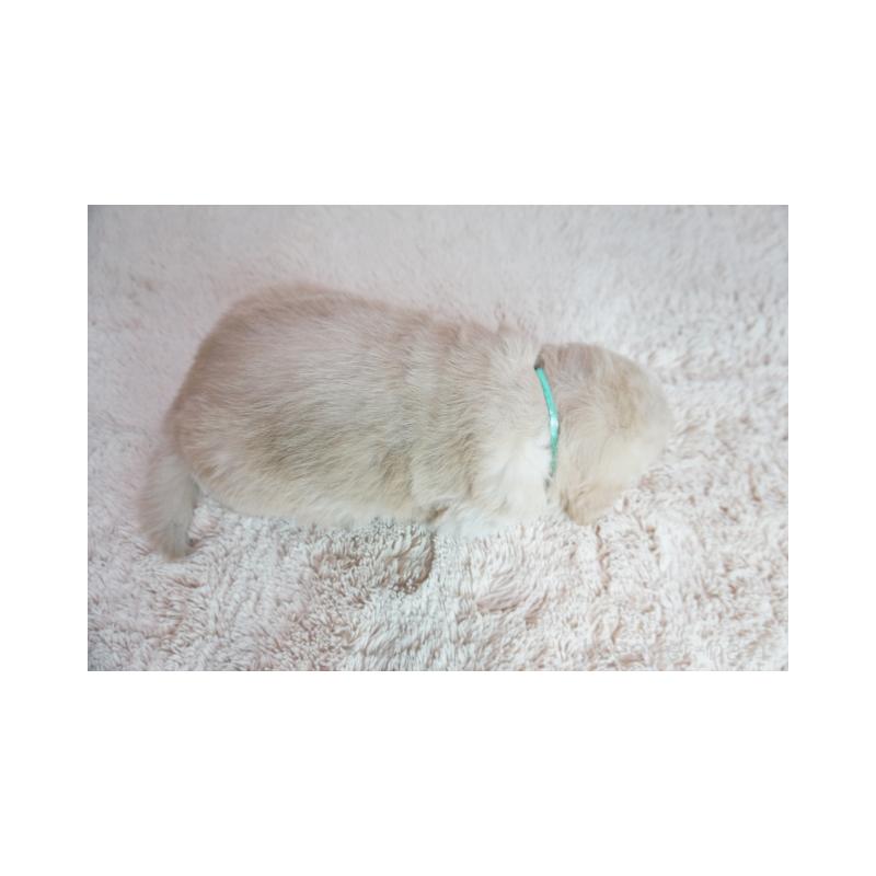 販売中の奈良県のゴールデンレトリーバー-425556の2枚目