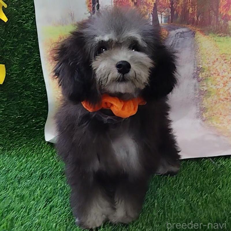 販売中の神奈川県のタイニープードル-419368の7枚目