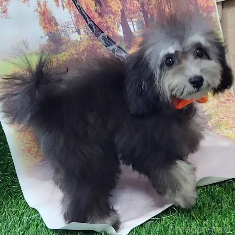 販売中の神奈川県のタイニープードル-419368の6枚目