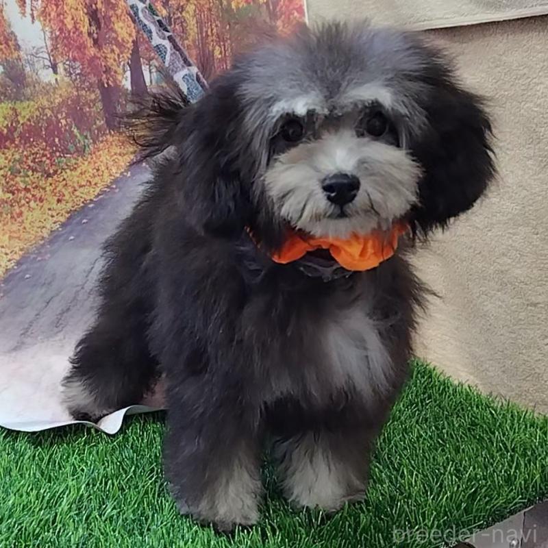 販売中の神奈川県のタイニープードル-419368