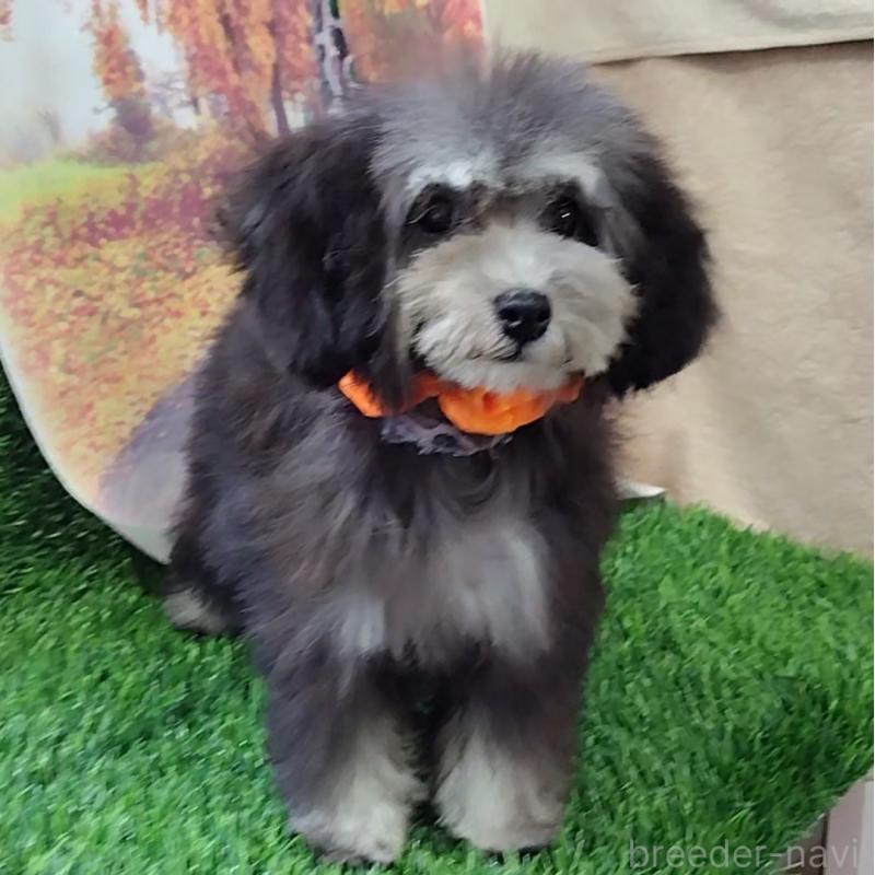 販売中の神奈川県のタイニープードル-419368の5枚目