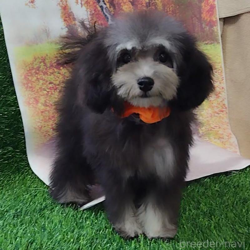 販売中の神奈川県のタイニープードル-419368の4枚目