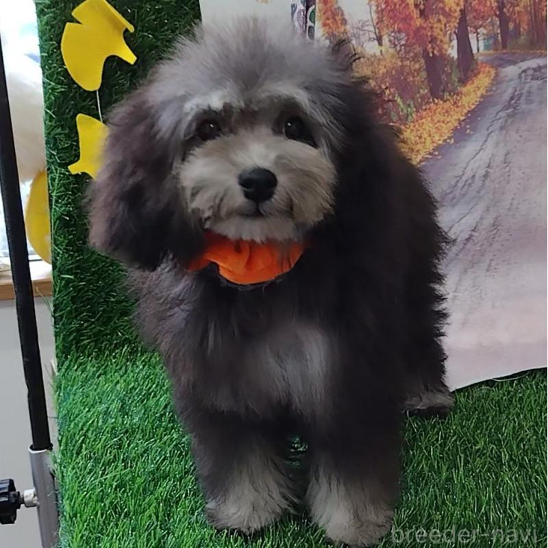 販売中の神奈川県のタイニープードル-419368の3枚目