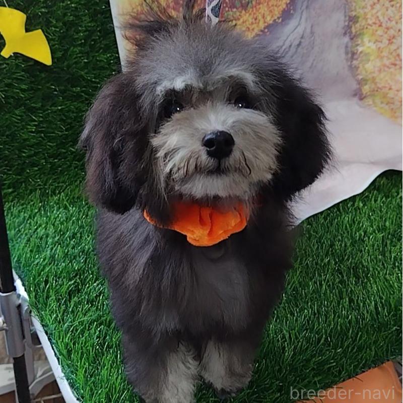 販売中の神奈川県のタイニープードル-419368の2枚目