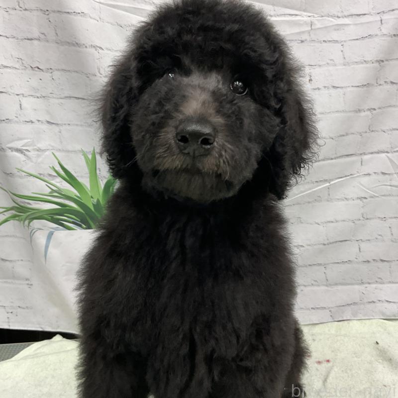 販売中の三重県のスタンダードプードル-416584の1枚目