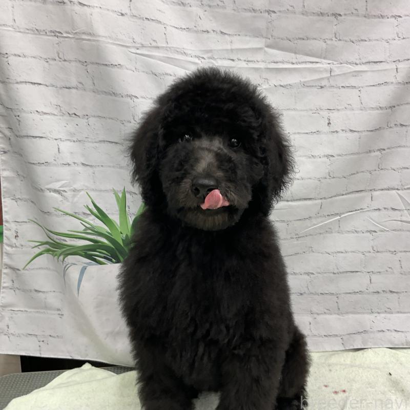 販売中の三重県のスタンダードプードル-416584の2枚目