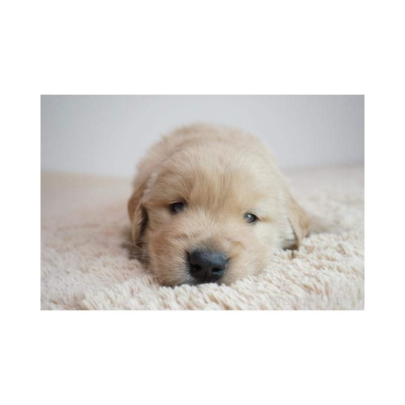 販売中の奈良県のゴールデンレトリーバー-425559