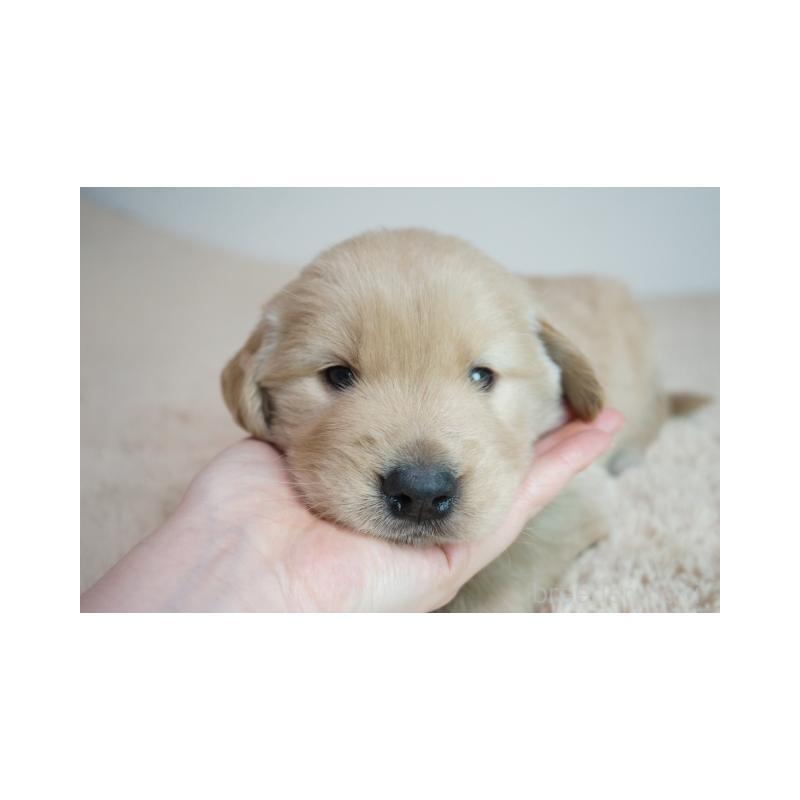 販売中の奈良県のゴールデンレトリーバー-425559の5枚目