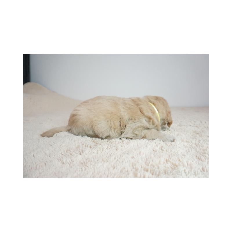 販売中の奈良県のゴールデンレトリーバー-425559の2枚目